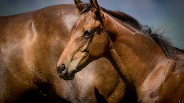 It was a case of love at first sight for trainer Tony McEvoy with Sunlight, pictured here aged five months.