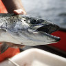 Tasmanian salmon grower Tassal rejects $1bn takeover bid
