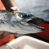 Australia’s largest Tasmanian salmon producer Tassal Group has rejected another takeover bid by Canada-headquartered aquaculture giant Cooke Inc.