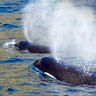 Shark killers extraordinaire, orcas Port and Starboard.