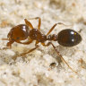 Australia ‘running out of time’ to eradicate fire ants, experts warn