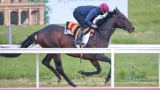 Wichita in action at trackwork at Werribee last week.