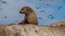 A second suspected case of H5 bird flu has been detected in a seal in Australia.