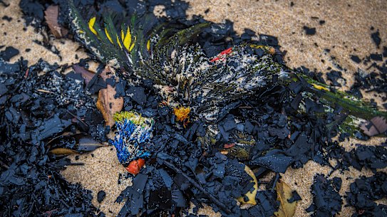 A rainbow lorikeet that perished in the fires washed up on Tip Beach just outside Mallacoota