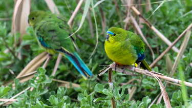 Orange-bellied parrots in Victoria.