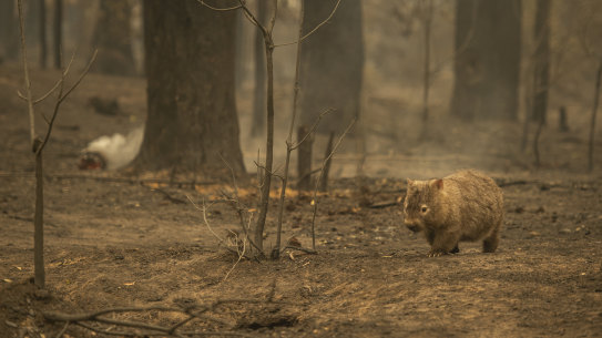 Potentially billions of animals have been killed by massive bushfires in Australia this summer, and authorities are scrambling to come up with a response.