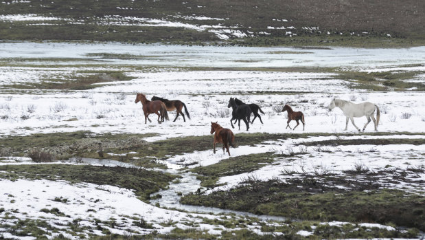 Brumbies seen in the snow on May 7 along the Snowy Mountains Highway near Kiandra, NSW. 