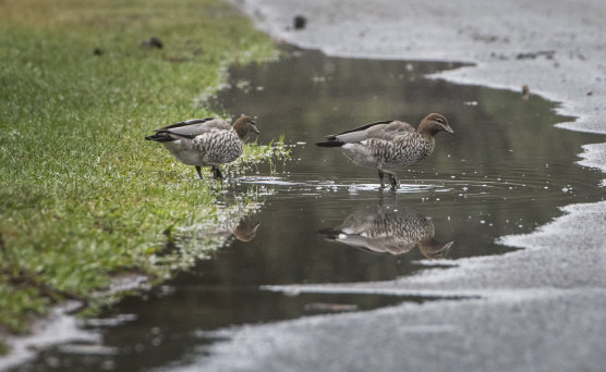 It was weather for ducks - and farmers - on Wednesday with 15.2 millimetres of rain in Canberra.