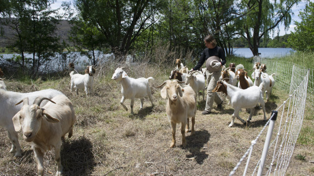 Herder Elisabeth Larsen with her goats that the National Capital Authority is using to keep the grass down this summer around Lake Burley Griffin.
