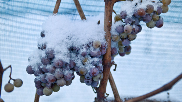 Snow-covered grapes hang in a vineyard near Freyburg, Germany.