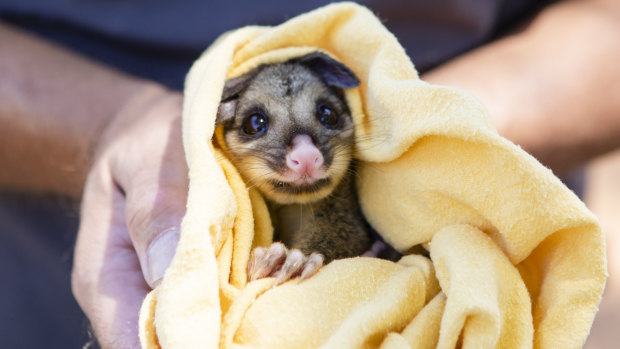 A Brushtail Possum.