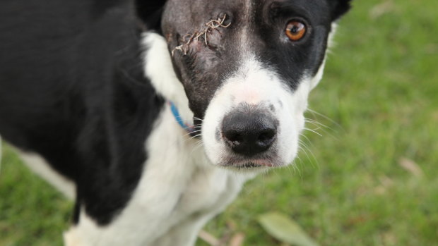Skittles the Border Collie found with his legs cabled tied together, shot in the head and left to die.