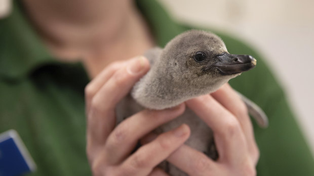 London Zoo unveils a Humboldt penguin chick, named Rainbow,  who was found alive after her parents accidentally stepped on her egg and broke it. 