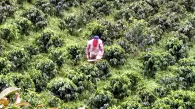 A farm worker among coffee trees on a small-scale plantation outside Chinchina, Caldas, Colombia. 
