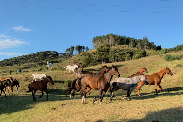 “As our human lives tame, restrict and contain us, a love of horses keeps a tiny bit of the ancient wildness within us all alive.”
