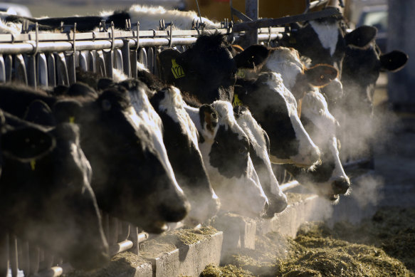 Bird flu first hit cattle in Texas earlier this year and may have spread from cow to cow.