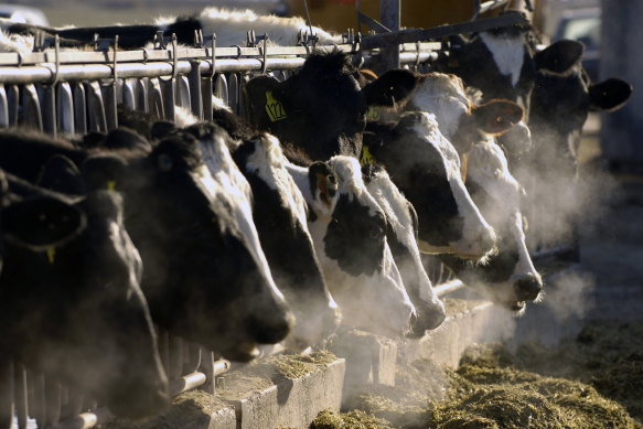 Avian flu jumped into cattle for the first time in Texas earlier this year and may have been spreading from cow to cow.