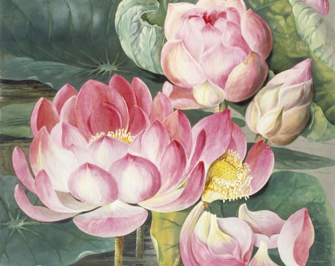Sacred lotus water lily by Ellis Rowan.