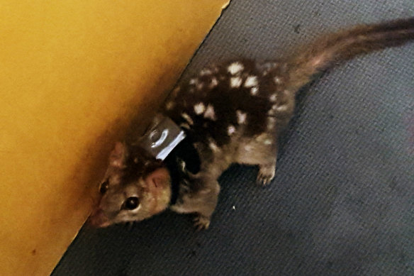 One of the quolls, fitted with a backpack tracker, used in the study.