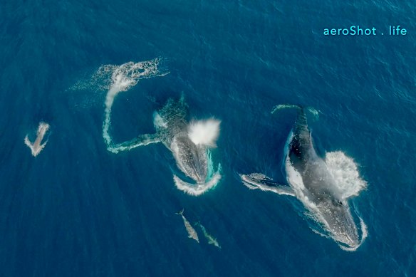 A surface rush by a bottlenose dolphin close to a pectoral fin of a humpback whale at Bermagui on the NSW South Coast.