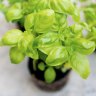 Growing basil is easy. The secret is in how you harvest it