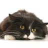Feline stress: what’s my cat got to worry about?
