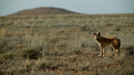 The proposal to re-introduce dingoes into the Grampians National Park has been fiercely opposed by local farmers.