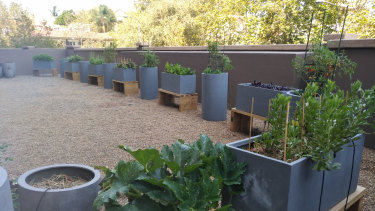 The ill-fated veggie patch at The Elan in Darlinghurst.