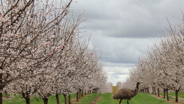 Almond producer Select Harvests' first half result was hit by a lower almond price and higher water costs.