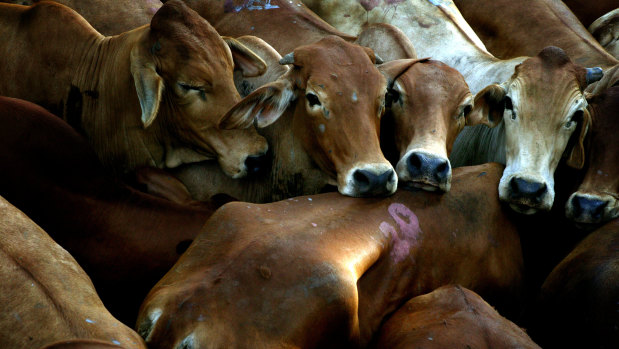 Australian cattle in Queensland.