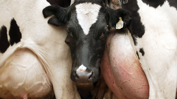 Milk supply in New Zealand has been hit by dry weather since the start of 2019.