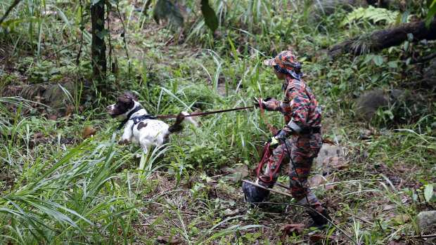 A member of a rescue team uses a sniffer dog to conduct a search and rescue operation for a missing British girl Nora Anne Quoirin.