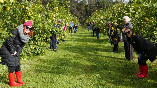 Mrs Cotterell takes a tour group to get closer acquainted with citrus in a lemon orchard. 