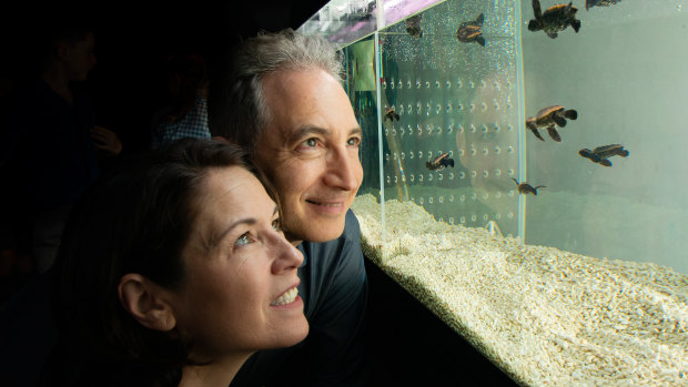 World Science Festival co-founders Brian Greene and Tracy Day inspect the baby turtles at the Queensland Museum.