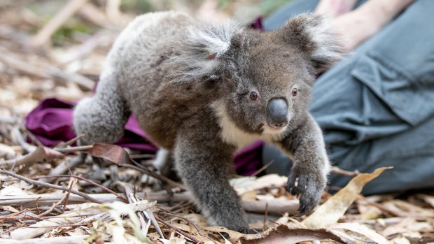 Billa the koala gets a taste on independence on Thursday.