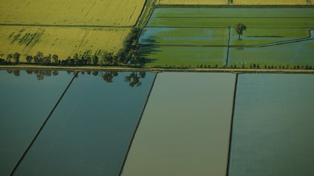 Rice and wheat crops at the NSW and Victoria border.