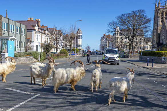 A herd of goats walk the quiet streets in Llandudno. 