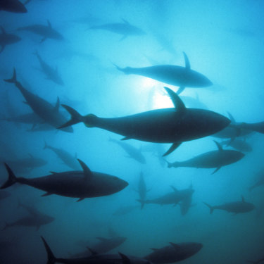 Southern bluefin tuna is farmed off South Australia. In waters elsewhere, the species is a prime target for illegal fishing.  
