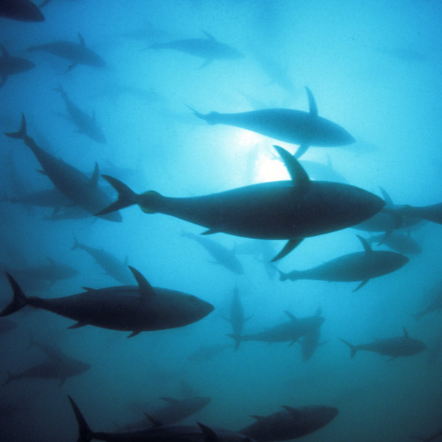 Southern bluefin tuna is farmed off South Australia. In waters elsewhere, the species is a prime target for illegal fishing.  