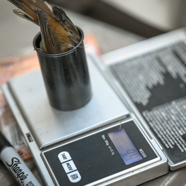 This thornbill weighs just nine grams, as much as a tablespoon of butter. To weigh it, researchers pop it inside an empty film canister for a moment. 