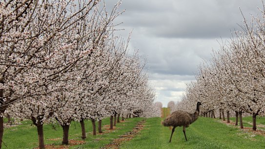 The ASX-listed almond producer Select Harvests has lifted its net profit by 160% to $53 million.