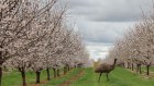 Keeping it orderly: The country's peak body for almonds wants a moratorium on the issue of new water licences.