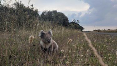A koala on the roadside on French Island, where local ecologist Chris Chandler estimates there are at least one thousand too many bears for the habitat to sustain.