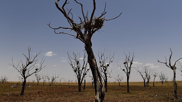 Birds nests - possibly for cormorants - sit in branches of trees in a dried-up region on the outskirts of Bourke in north-western NSW. 
