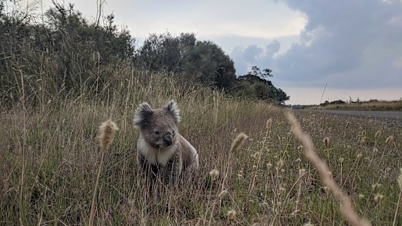 A recovery plan to help bring koala populations back to health is five years overdue.