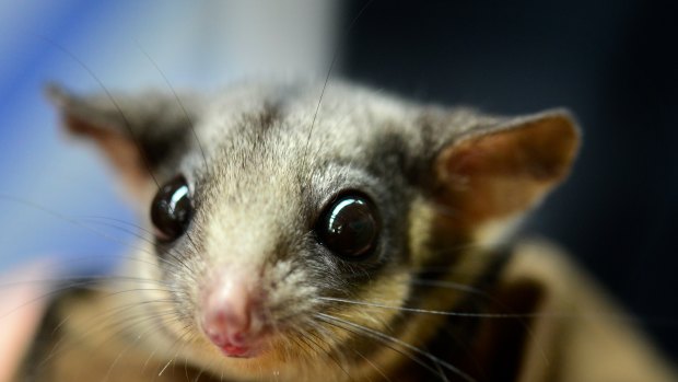 Delayed assessment: The critically endangered Leadbeater's possum lives in tree hollows in Victoria's central highlands.