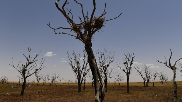 Birds nests - possibly for cormorants - sit in branches of trees in a dried-up region on the outskirts of Bourke in north-western NSW. 