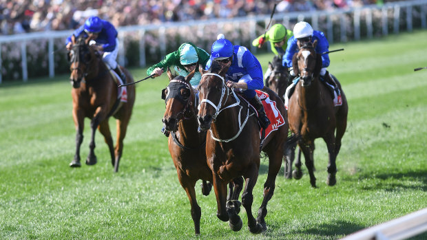 Bold effort: Humidor, carrying Blake Shinn in the green silks, makes the great mare Winx earn her third Cox Plate.