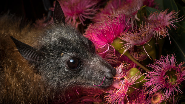 A rescued orphaned grey-headed flying fox feeds on eucalyptus pollen; the animal is listed as vulnerable. 