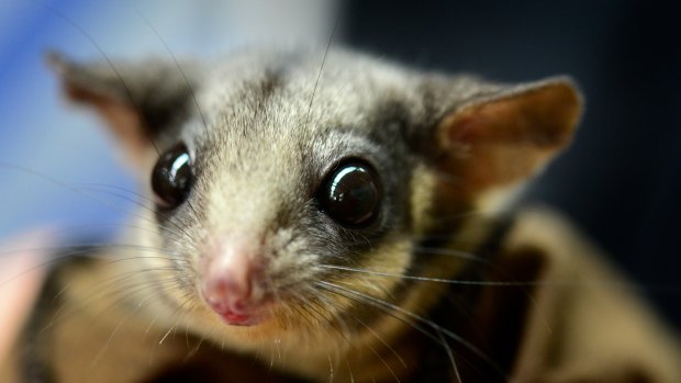 The critically endangered Leadbeater's possum was recently at the centre of court action triggered by federal environmental protection laws.